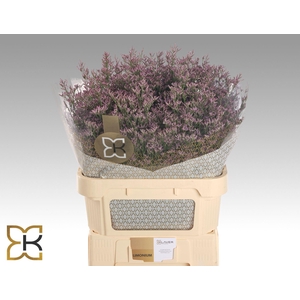 LIMONIUM PIUMA SKY LIM PIUMA SKY 80