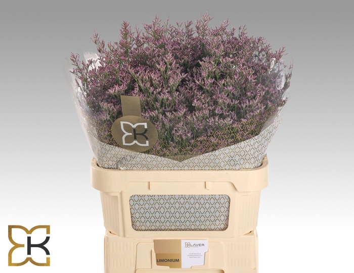 <h4>LIMONIUM PIUMA SKY LIM PIUMA SKY 80</h4>