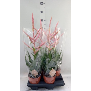 Tillandsia  'Dolce'