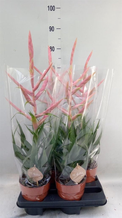 <h4>Tillandsia  'Dolce'</h4>
