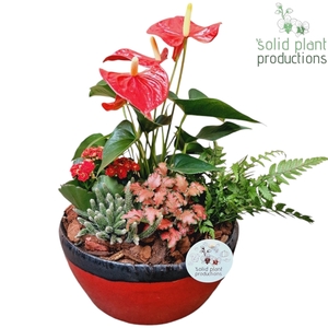 AT082 Olivia Red Anthurium