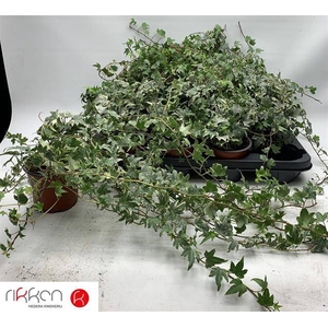 Hedera helix White Ripple 12Ø 70cm