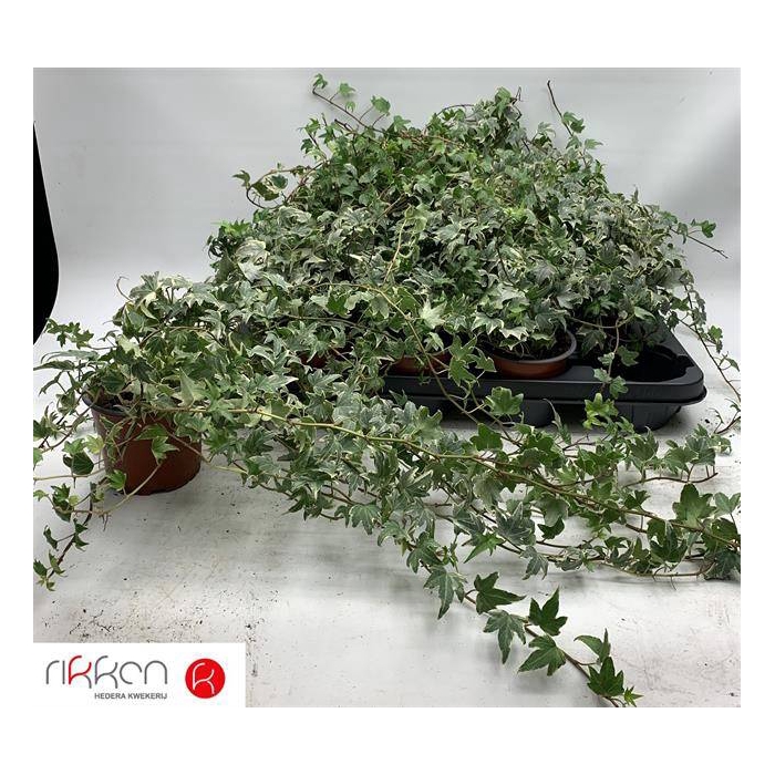 <h4>Hedera helix White Ripple 12Ø 70cm</h4>