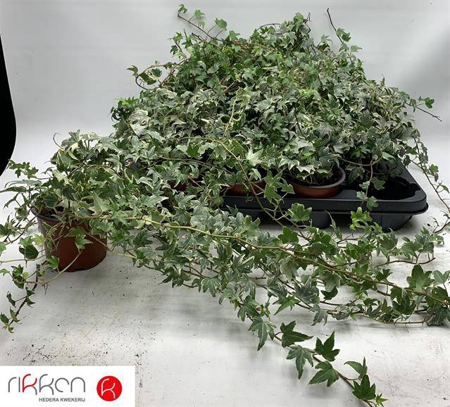 Hedera helix White Ripple 12Ø 70cm
