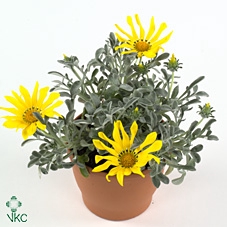 Gazania splen. 'Beda'