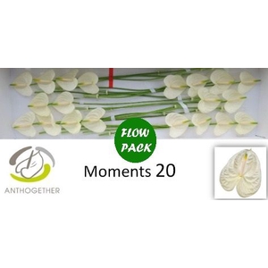 Anth A Moments 9 cm X20 Flow Pack Oosterzon