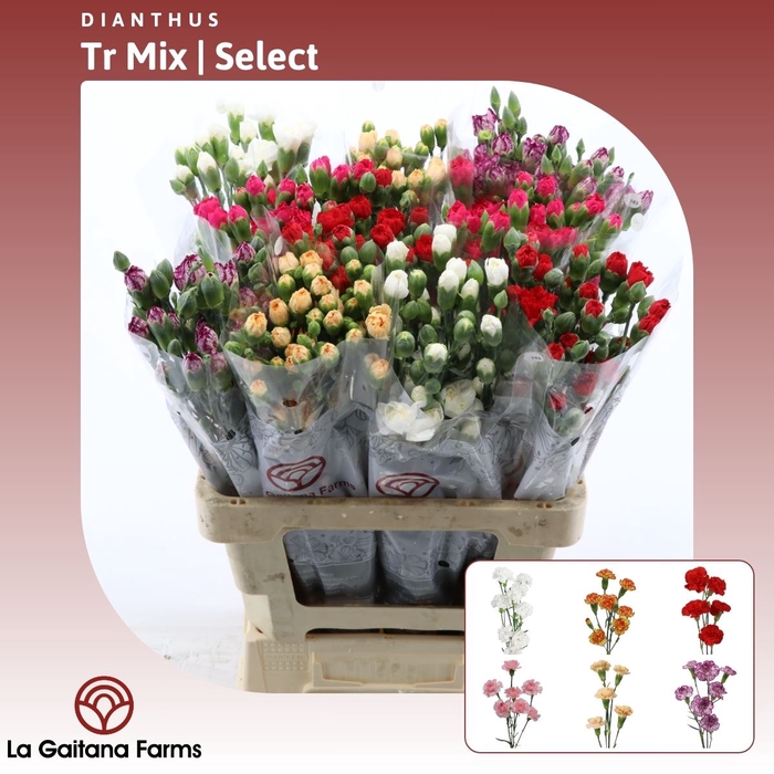 <h4>Dianthus tr Gemengd In Fust</h4>