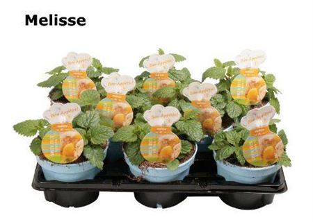 <h4>Melisa Officinalis Melisse</h4>
