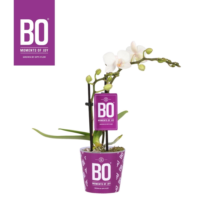<h4>PHAL OPTI SWEETY P7 BO WHITE 2 SPIKE</h4>