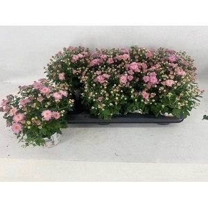 CHRYS GARDEN PINK P12