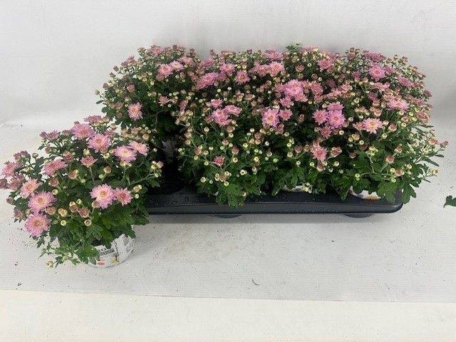 <h4>CHRYS GARDEN PINK P12</h4>