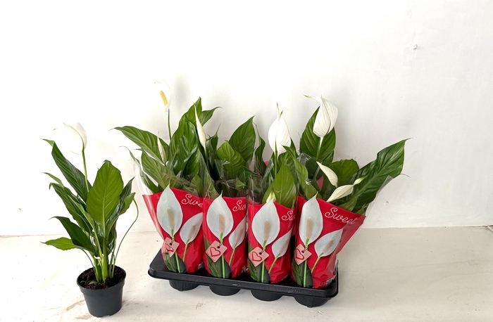 <h4>SPATH SWEET BENITO</h4>