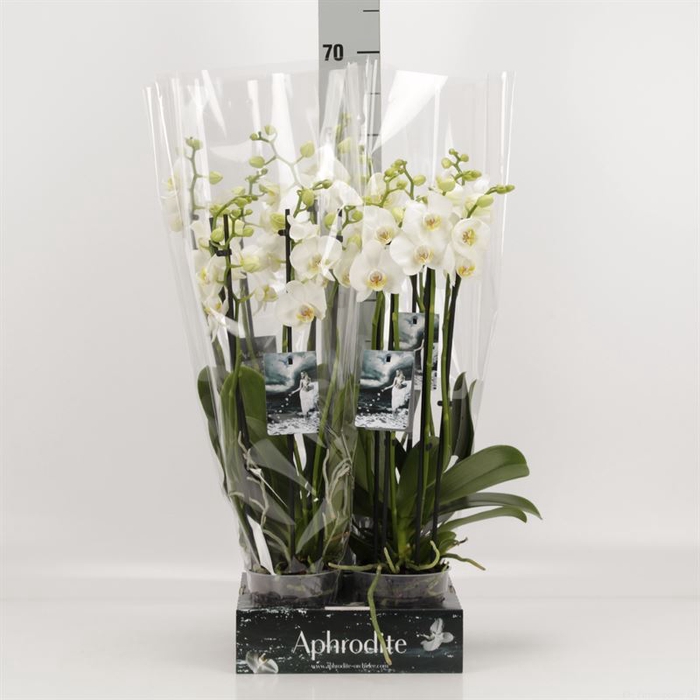 <h4>Phalaenopsis   ...white</h4>