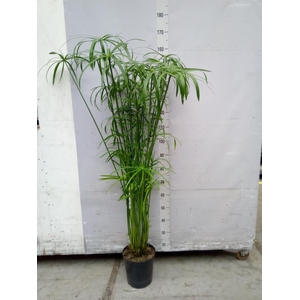 Cyperus   ...