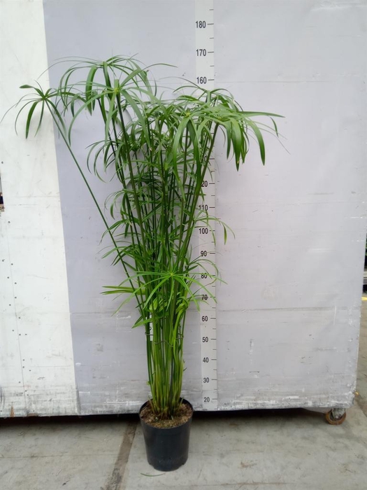 <h4>Cyperus ...</h4>