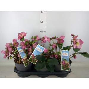 Helleborus   ...