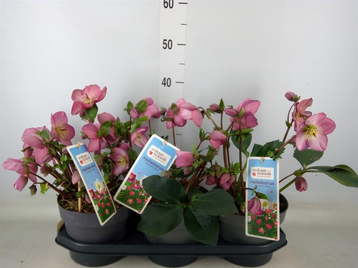 <h4>Helleborus   ...</h4>