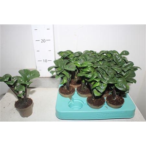 ** Zamioculcas Zenzi 2+ ** Winter Promo **