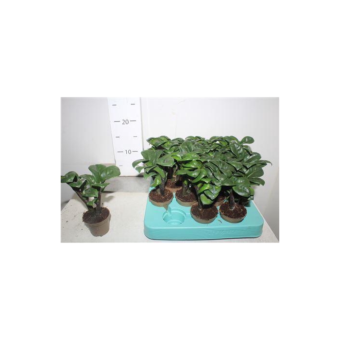<h4>** Zamioculcas Zenzi 2+ ** Winter Promo **</h4>