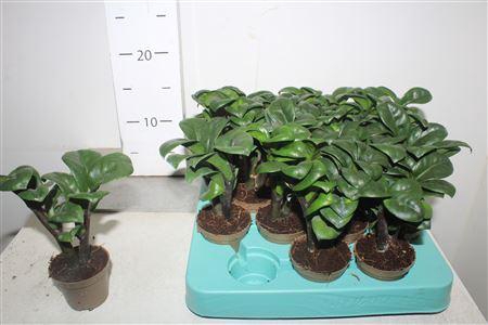 ** Zamioculcas Zenzi 2+ ** Winter Promo **