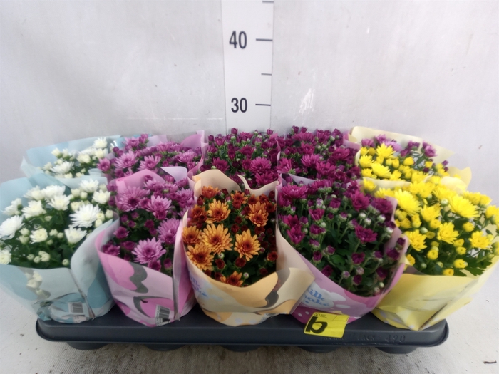 <h4>Chrysanthemum  'Milkshake'  ...mix</h4>