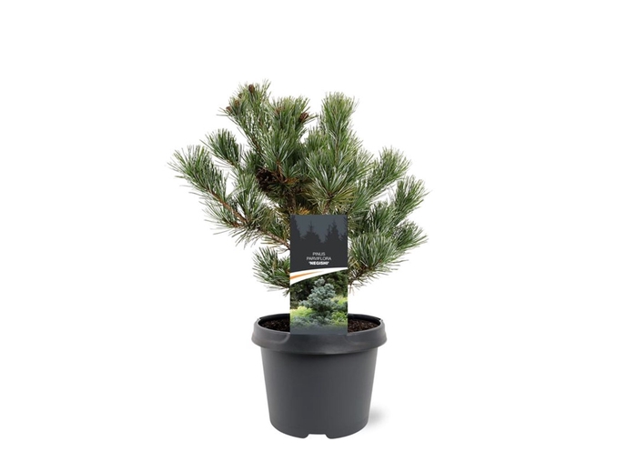 <h4>Pinus parviflora Negishi</h4>