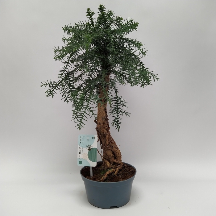 <h4>Araucaria Cunninghamii Bonsai teeltpot 16 cm</h4>