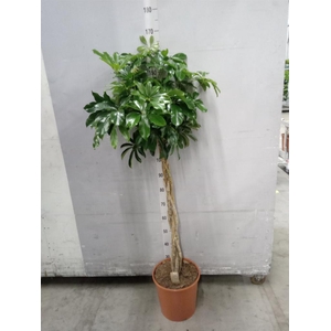 Schefflera arbor. 'Compacta'