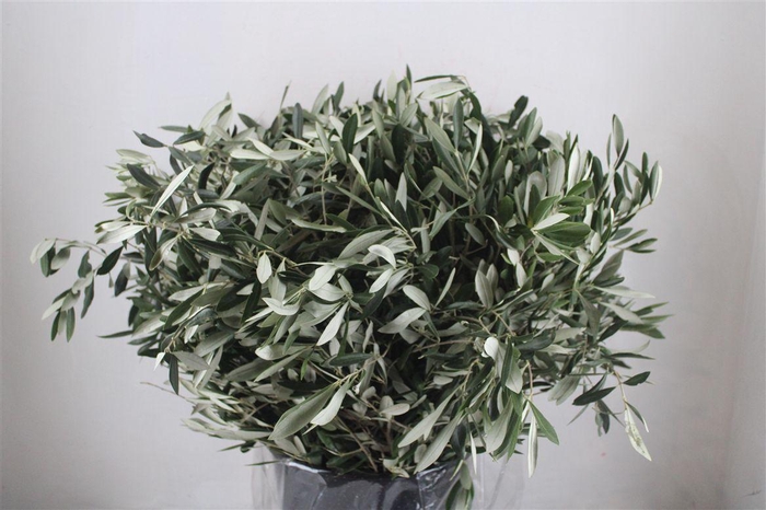 <h4>Olijf 400gr P Bunch</h4>