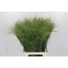 Panicum Fountain