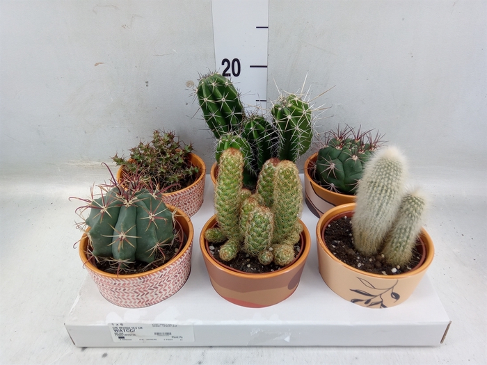 <h4>Cactus   ...</h4>