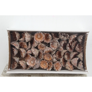 Wire Compacta Rosette whitw