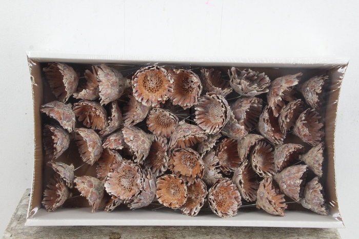 <h4>Wire Compacta Rosette whitw</h4>