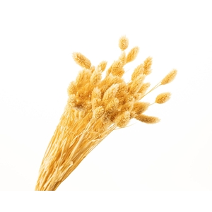 Phalaris White Bleached