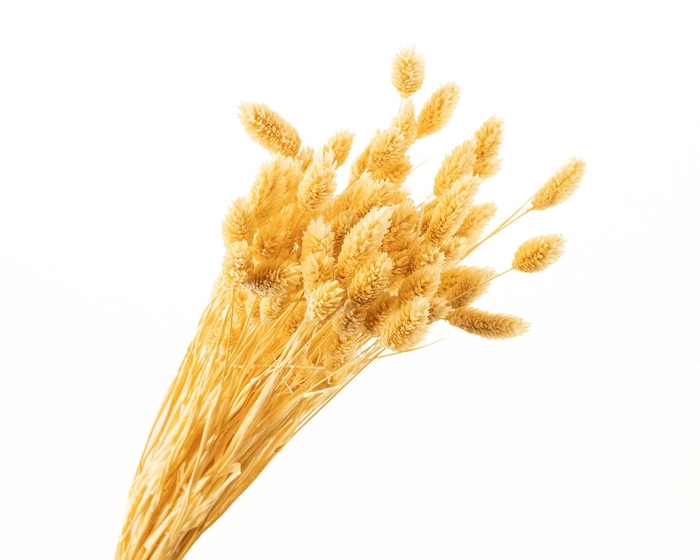 <h4>Phalaris White Bleached</h4>