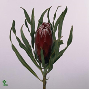 PROTEA SHEILA