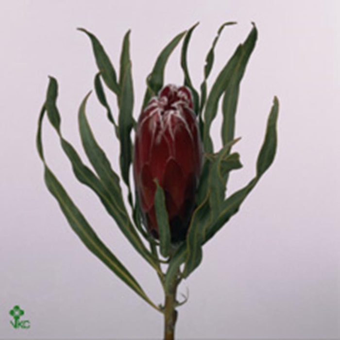 <h4>PROTEA SHEILA</h4>