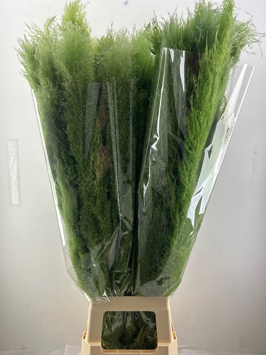 <h4>CORTA SELLOAN KLB H%</h4>