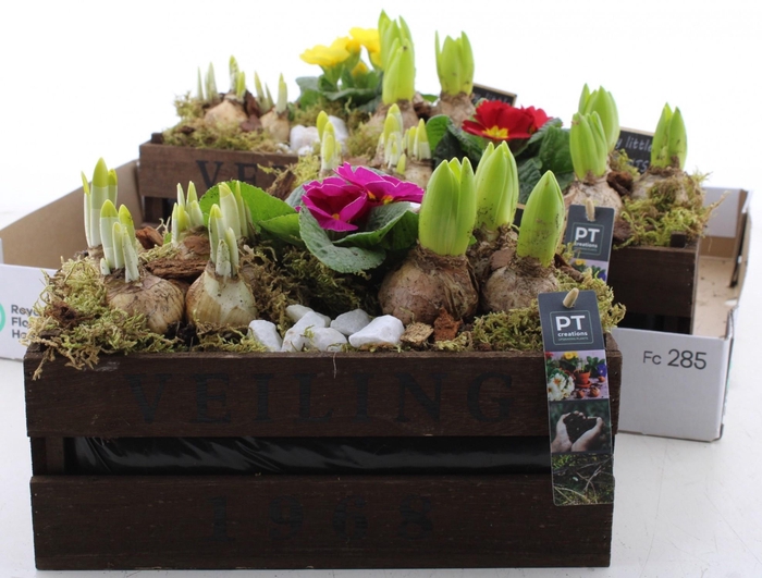 <h4>ARR PL IN SCHAAL</h4>