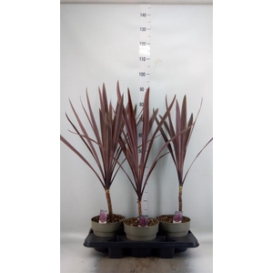 CORDYLINE AUSTR. 'RED STAR'