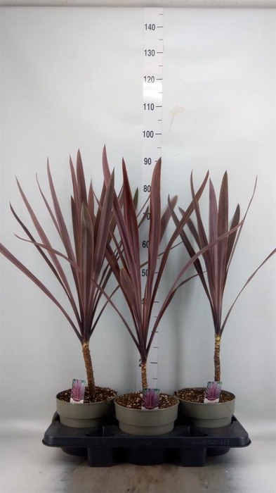 <h4>CORDYLINE AUSTR. 'RED STAR'</h4>