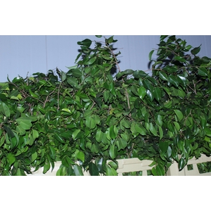 FOLHAGEM FICUS