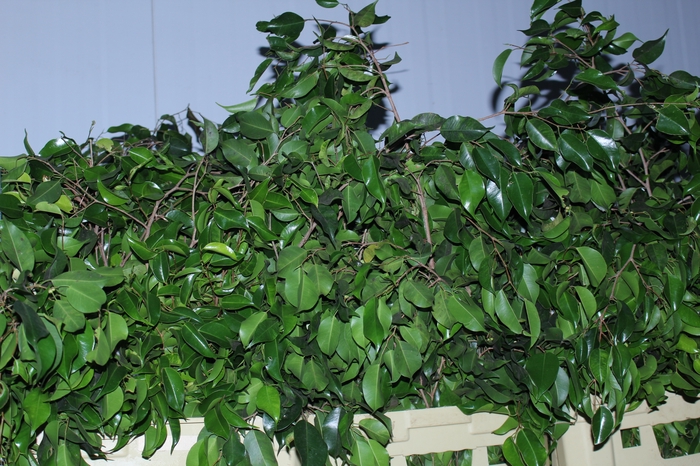 FOLHAGEM FICUS