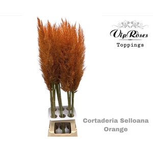 Cortaderia Selloana Honey Orange
