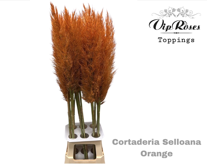 CORTADERIA SELLOANA HONEY ORANGE