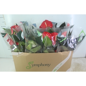 ANTHURIUM VARIADO P15