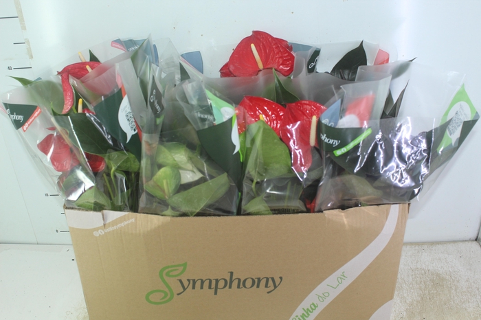 <h4>ANTHURIUM VARIADO P15</h4>