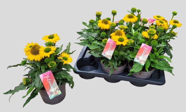 Echinacea SunSeekers Citrus 17Ø 37cm