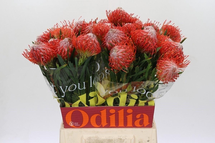 <h4>LEUCO CO TANGO</h4>