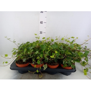 Hedera helix 'Kolibri'